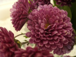 CIMG0424
