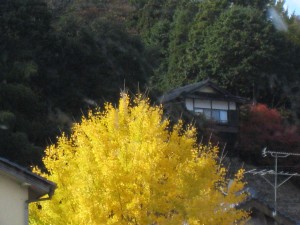 IMG_2546