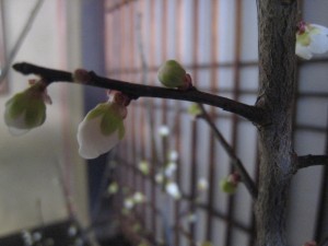 IMG_2636