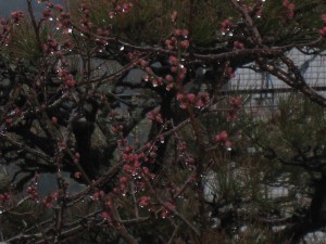 IMG_2754