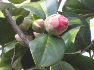 IMG_2764
