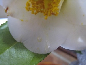 IMG_2837