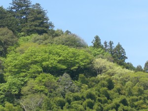 CIMG0511