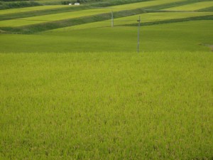 IMG_3241
