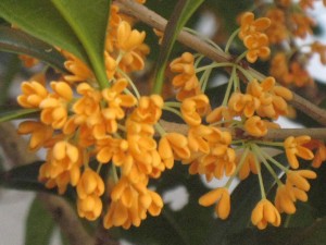 IMG_3250