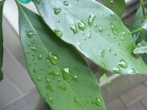 CIMG0669