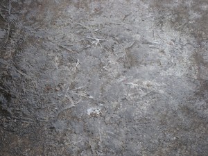 IMG_3493