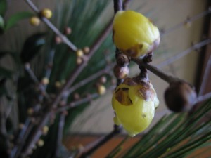 IMG_3529