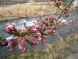 IMG_3591