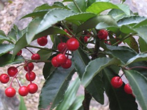 竹屋の離れの彩り。縁起がいい万両。