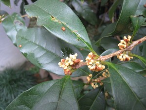 昨日は微かな香り