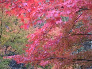 神龍湖畔の紅葉