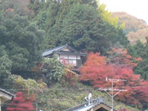 日に日に紅葉しています