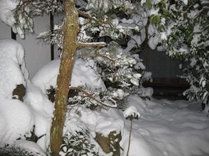 竹屋の離れも真っ白です