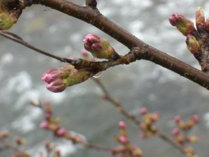 桜の花雫