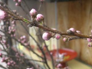 今年は桃の開花が遅いです