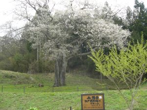 森湯谷エドヒガン（葉桜も美し） 