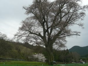 千鳥別尺ヤマザクラ（少し開花）