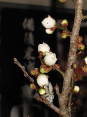 白梅の蕾がそれぞれの成長の速度で開花しています