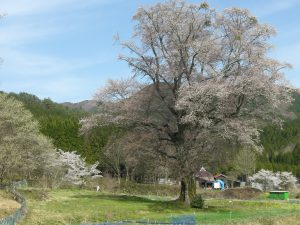 別尺の桜　周りも　のどかで深呼吸したくなりますよ