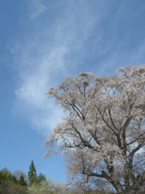 青空にピンク映えて🌸