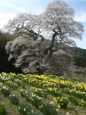 小奴可の要害桜　水仙越しにパチリ！